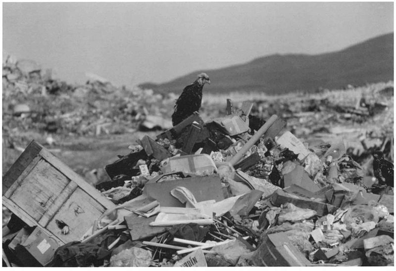 Jesse Oak Taylor – The Work of Fiction in an Age of Anthropogenic Climate Change: Review of Amitav Ghosh’s “The Great Derangement”